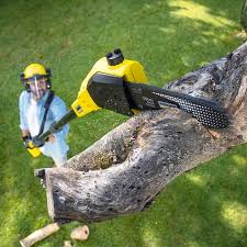 Trusted Lexington, SC Tree Services Experts