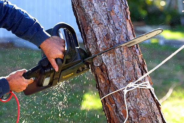 Best Tree and Shrub Care  in Lexington, SC