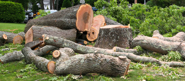 How Our Tree Care Process Works  in  Lexington, SC