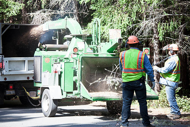 Best Arborist Consultation Services  in Lexington, SC